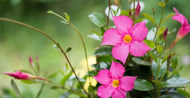Can Mandevilla Survive An Ohio Winter? Here’s What Actually Happens
