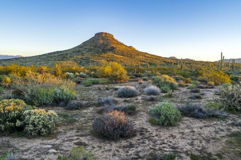 Native Arizona Ground Covers That Replace Gravel And Look Better Through Every Season