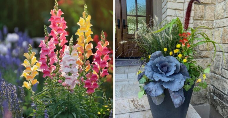 The Best Fall Container Plants For Texas Porches