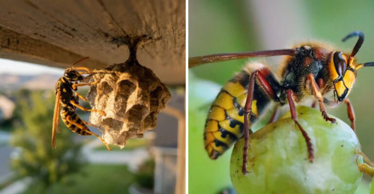 Why Minnesota Yards Are Seeing Wasps And Hornets Turn More Aggressive As September Begins