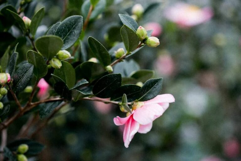 Ever wonder why your Oregon camellia buds brown and drop before they ever open?