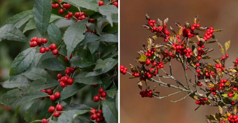 The Reasons To Plant Winterberry Holly In Your Pennsylvania Yard
