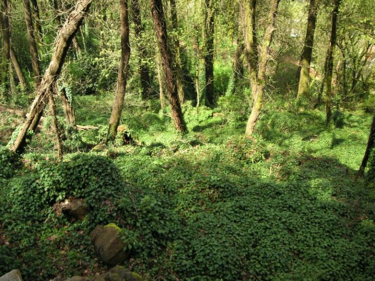 Before you plant English ivy this fall, here’s the mess it leaves Oregon yards for years