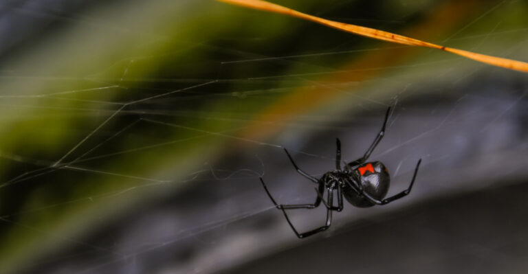 What To Do If You’re Bitten By A Black Widow In Your Texas Garden