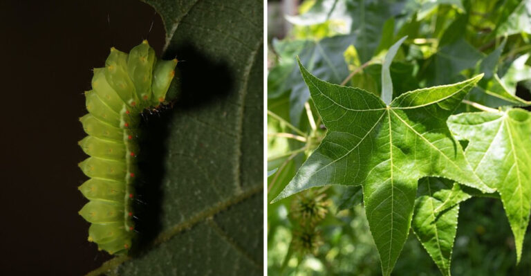 A Mysterious Green Visitor Is Dropping From Alabama Trees And Disappearing Underground Before Winter