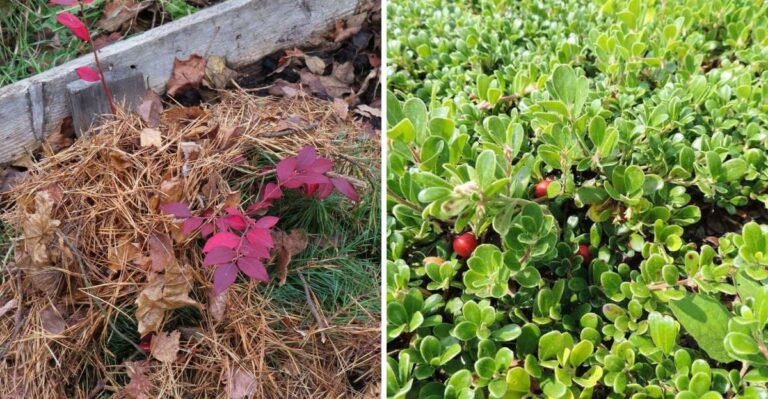 8 Best Gravel Mulch Alternatives For Oregon Drought Gardens