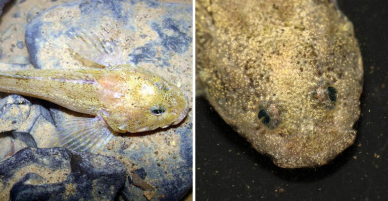 The Missouri Cave Fish That Exists In Just One Underground System On Earth