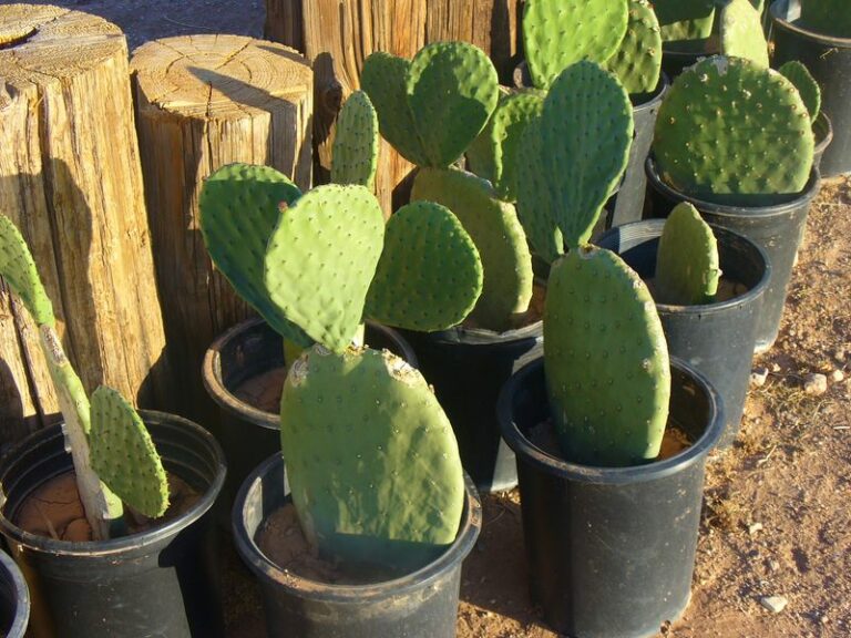 When To Take Prickly Pear Cuttings In Arizona And How To Root Them Easily