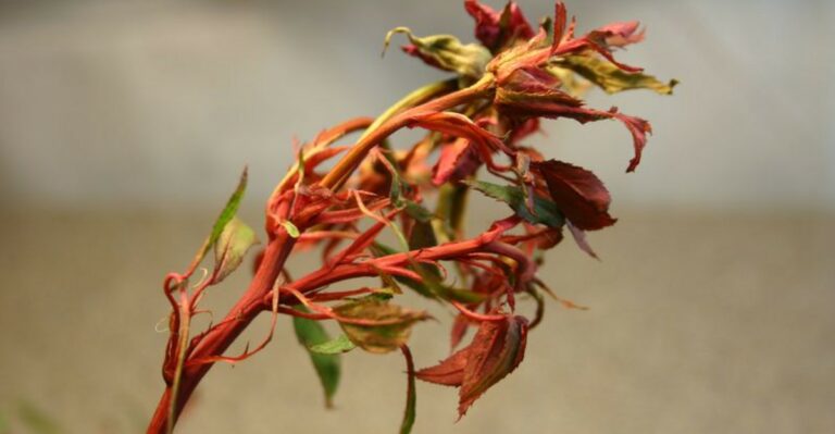 The Bright Red Growth On Indiana Roses Is Not New Growth