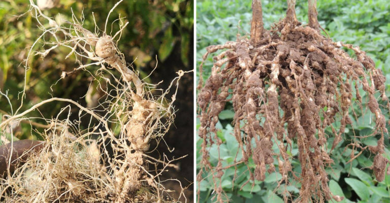 The Root-Level Garden Pest Most Pennsylvania Gardeners Never See In Time