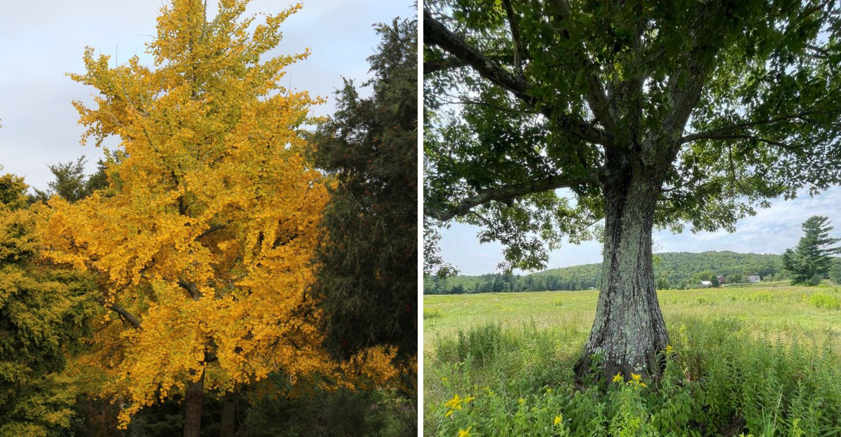 ginkgo and northern red oak