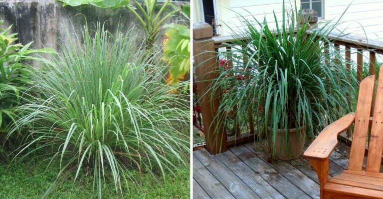 The Underrated Virginia Porch Plant That Helps Discourage Wasps By Your Door