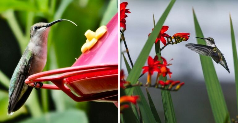 How Michigan Gardeners Can Protect Hummingbirds From Common Yard Pests