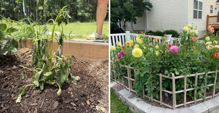 What Georgia Gardeners Should Do With Dahlias Right Now Before The Storms Hit
