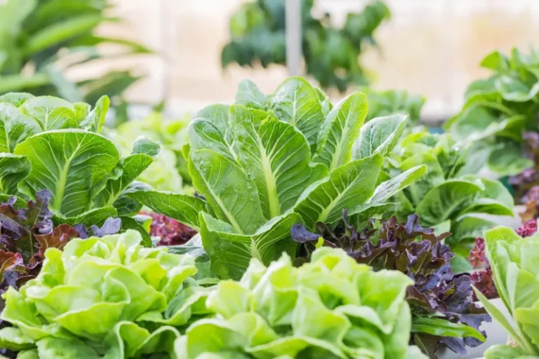 Harvest Your Arizona Lettuce Once And Fresh New Shoots Come Back In Days – Here’s The Trick