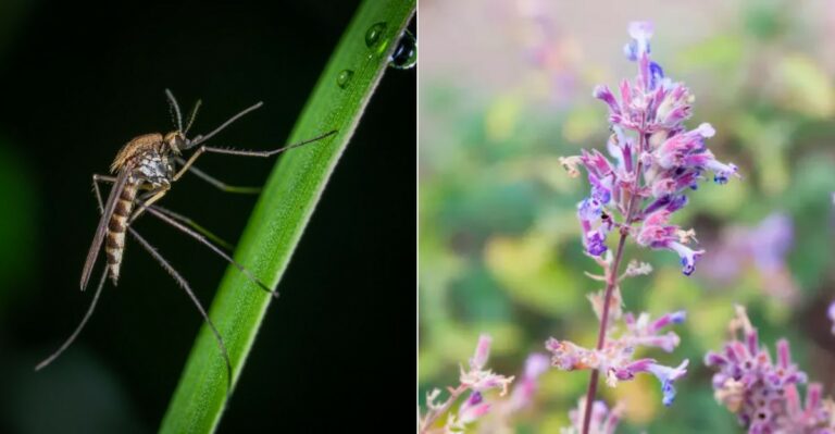 The One Plant Worth Adding To A California Yard To Keep Mosquitoes Away