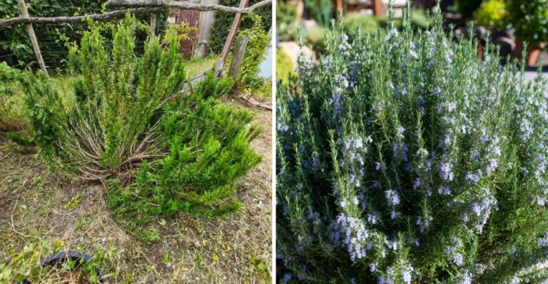 Why California Rosemary Hedges Grow Leggy (And How To Keep Them Full)