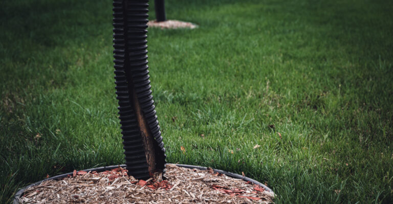 Protect Your Young New Jersey Trees Before Bucks Start Rubbing This Month