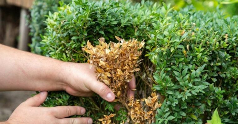 The Fungus Turning California Boxwood Hedges Brown From The Inside Out