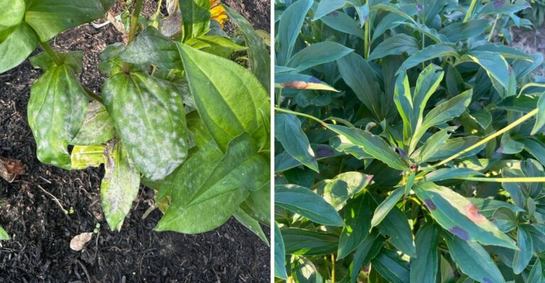 Never Compost These Diseased Plants From Your North Carolina Garden This Fall