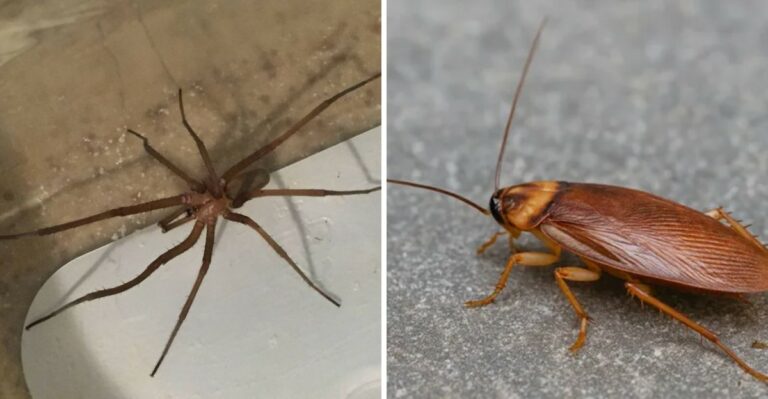 This Texas Spider Looks Dangerous But Is Quietly Protecting Your Home From Roaches