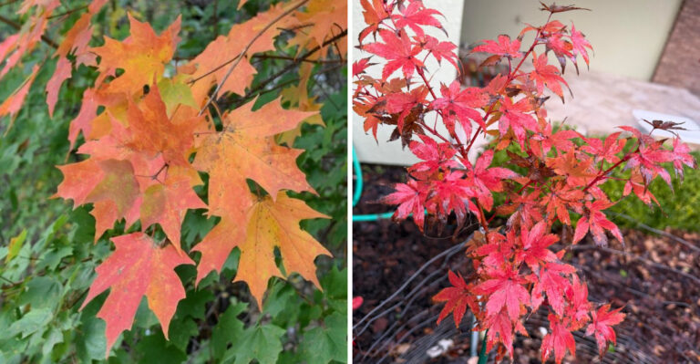Florida Has Native Maple Trees, And Fall Is When They Finally Show Off