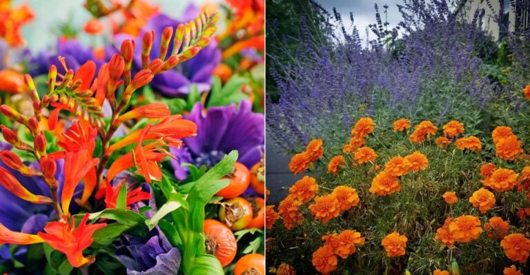 The Best Orange And Purple Flower Pairings For Oregon Gardens