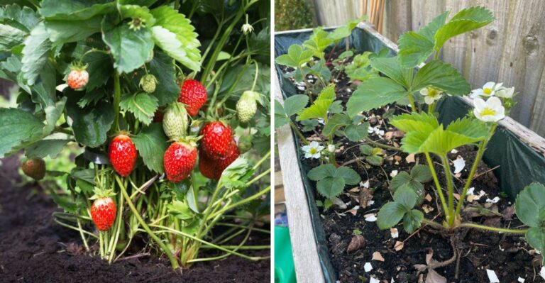 Can California Gardeners Still Plant Strawberries In September?