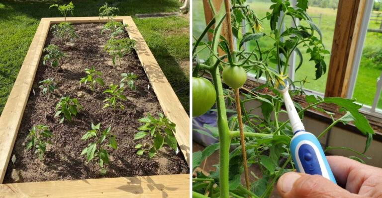 What Florida Gardeners Should Start Now For A Thanksgiving Tomato Harvest