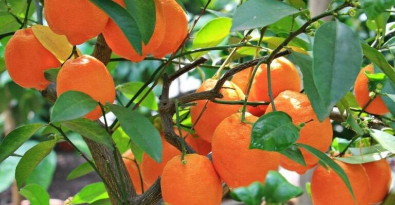 What California Citrus Trees Need In September After A Brutal Summer