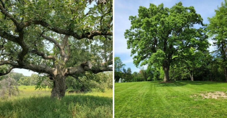Why Bur Oak Is The Only Texas Native Tree That Evolved Specifically To Survive Wildfires