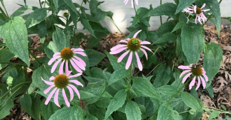 Your Coneflowers Have Leaves But Few Flowers? Here’s Why