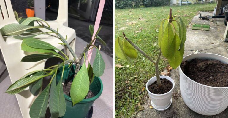Why California Plumeria Leaves Droop In Early Fall And What It Means