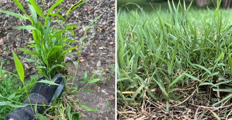 The Native Georgia Groundcover That Can Choke Out Invasive Japanese Stiltgrass