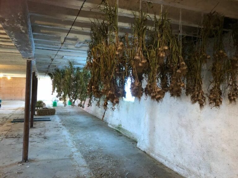 How Arizona Gardeners Harvest And Cure Fall-Planted Garlic So It Lasts 8 Months In The Pantry