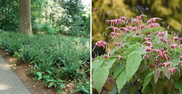 7 Pennsylvania Plants That Handle Root Competition Under Mature Trees