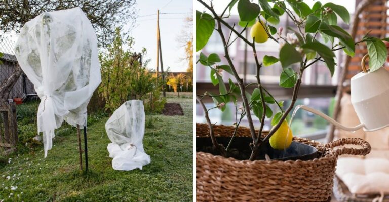 September Is Too Early To Cover Citrus In Florida But Not Too Early To Prepare For Cold