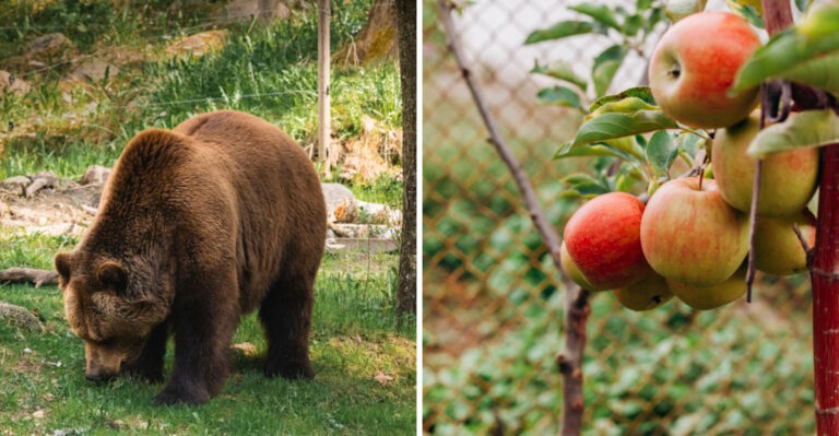 Why Backyards Across Colorado Are Becoming A Favorite Stop As Bears Enter Their Most Active Feeding Phase