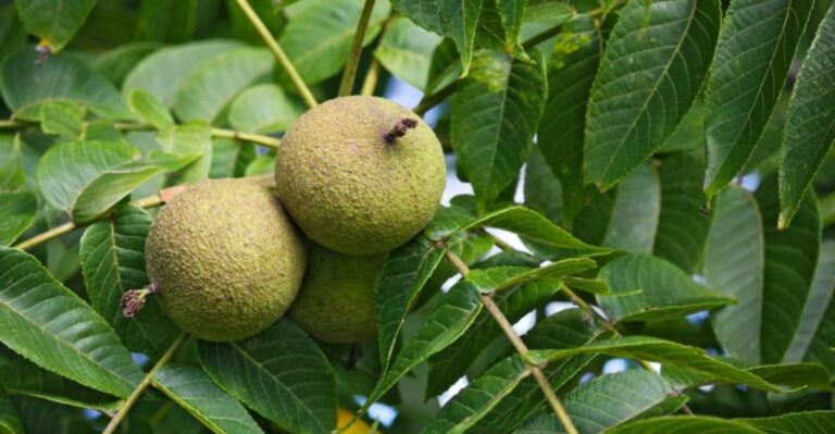 Georgia Gardeners Should Think Twice Before Planting Near Black Walnut Trees