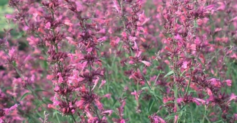 Desert Lavender For A Water-Wise Arizona Yard: What Actually Keeps Mosquitoes Away