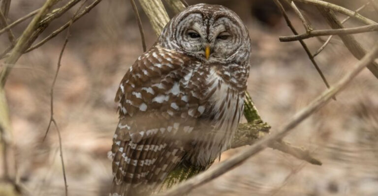 barred owl on branch