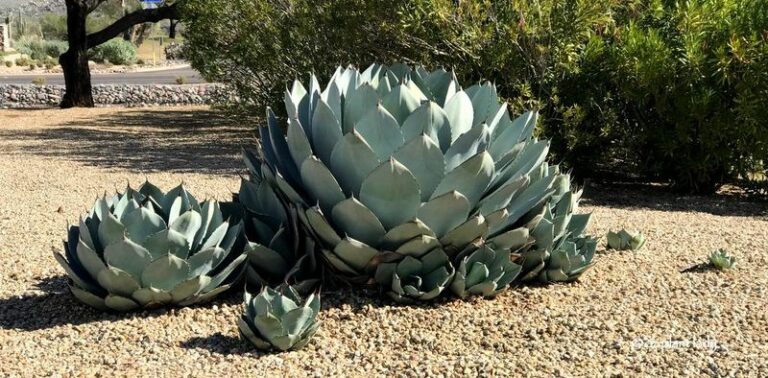 12 Desert Perennials Arizona Gardeners Plant Once That Multiply Every Year Without Help