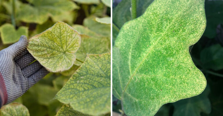 This Is Where Spider Mites Do The Most Damage First On Texas Fall Crops