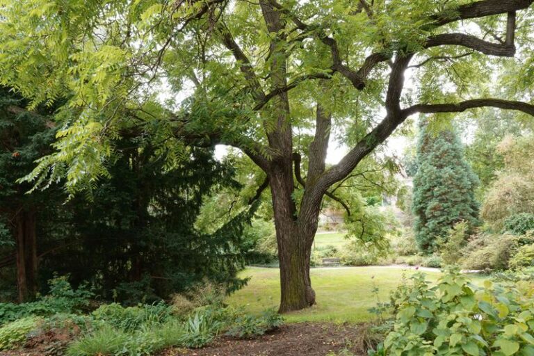 That Walnut Tree Keeps Ruining Plants In Your Arizona Yard Long After It’s Gone, And Here’s Why