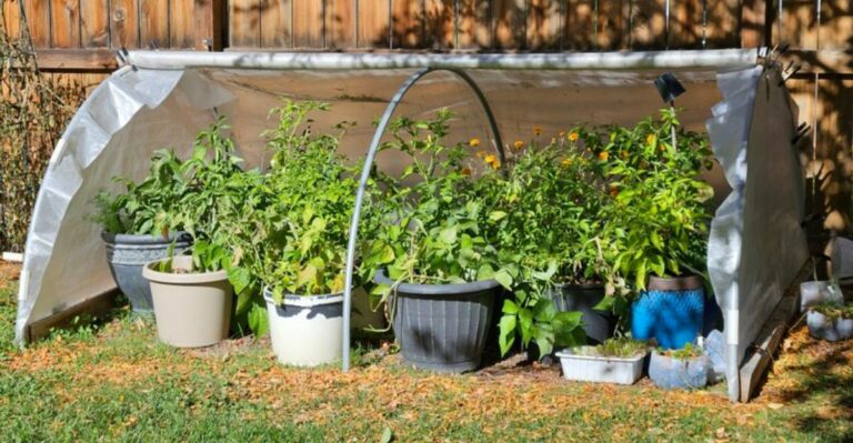 The Ohio Plants You’ll Need A Frost Plan For Before October Arrives