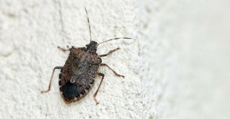 Maryland Homeowners Have A Narrow Window Before This Pest Moves Indoors
