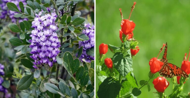 Texas Plants You Should Buy Before Nurseries Run Out This Fall