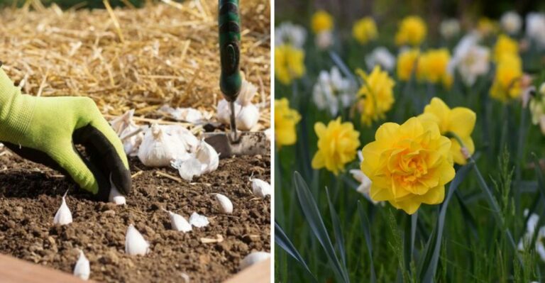 What Every Texas Gardener Should Plant This October Before Winter Nights Arrive