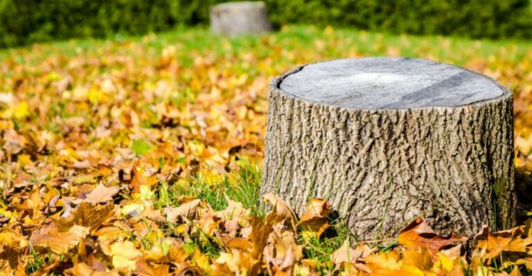 Georgia Homeowners Should Check Old Stumps Before Fall Yard Work Begins