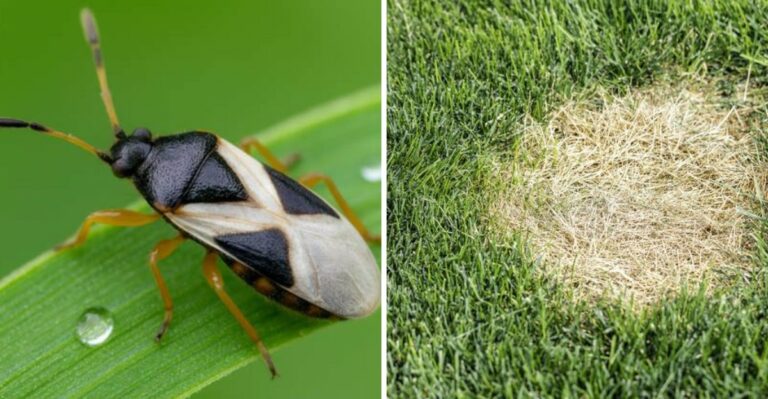 The Recovery Plan Your New York Kentucky Bluegrass Lawn Needs After Chinch Bugs Damage